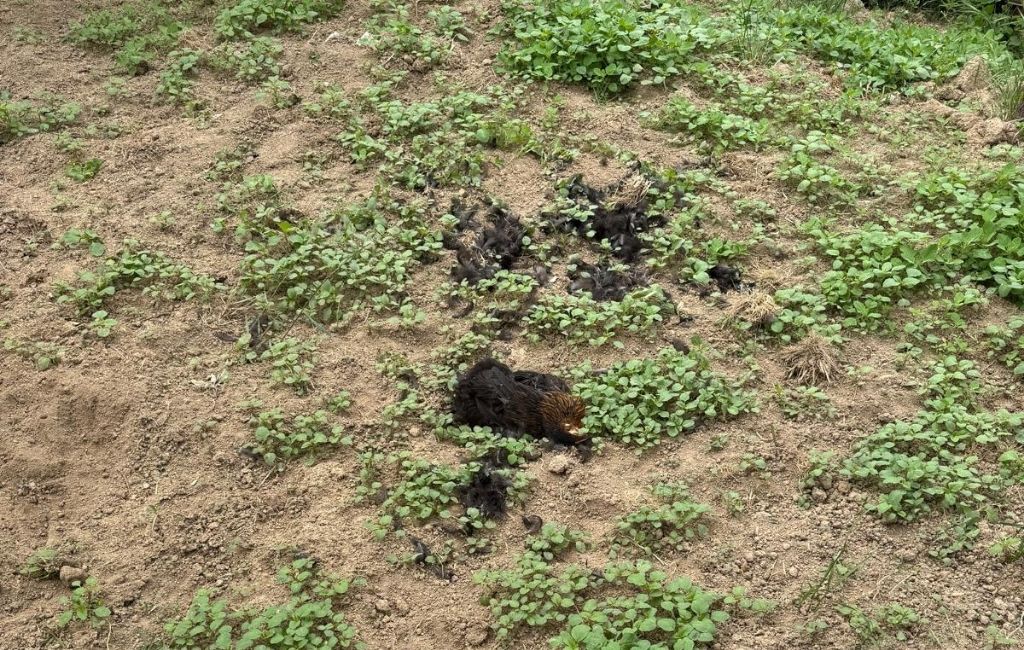 Beykoz Çengeldere’de sokak köpekleri tavukları telef etti!