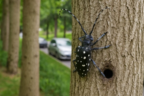 Beykoz’da ağaç alarmı! Bölge karantinaya alınacak