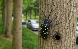 Beykoz’da ağaç alarmı! Bölge karantinaya alınacak