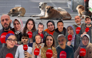 Beykoz’da başıboş köpek sorununa sokaktan tepki!