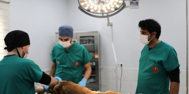 Beykoz’da geçen ay 253 hayvan kısırlaştırıldı