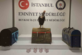 Beykoz'da horoz dövüşüne baskın! 21 gözaltı