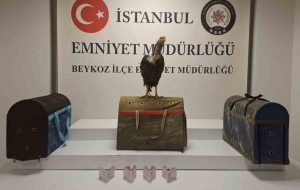 Beykoz'da horoz dövüşüne baskın! 21 gözaltı