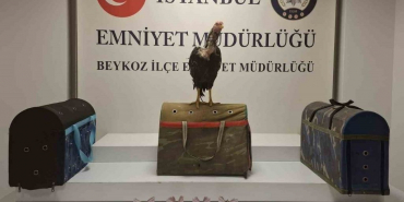 Beykoz'da horoz dövüşüne baskın! 21 gözaltı