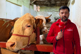 Beykoz’da kurbanlık telaşı başladı! İşte uzmanından tavsiyeler (6)