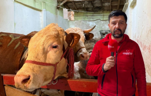 Beykoz’da kurbanlık telaşı başladı! İşte uzmanından tavsiyeler (6)