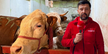 Beykoz’da kurbanlık telaşı başladı! İşte uzmanından tavsiyeler (6)