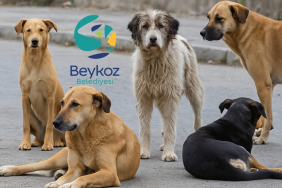 beykozda-9-ayda-sadece-693-kopek-toplandi (2)