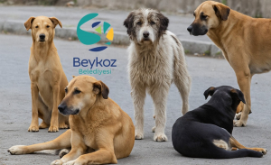 beykozda-9-ayda-sadece-693-kopek-toplandi (2)