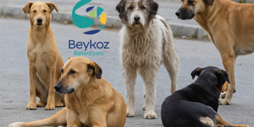 beykozda-9-ayda-sadece-693-kopek-toplandi (2)