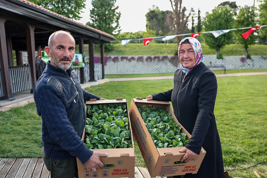 beykozda-ciftciye-fide-destegi-1-milyon-50-bine-cikarildi (5)