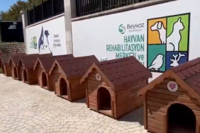 beykozda-sokak-hayvanlarina-39-kulube-destegi (1)