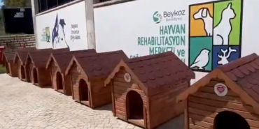 beykozda-sokak-hayvanlarina-39-kulube-destegi (1)