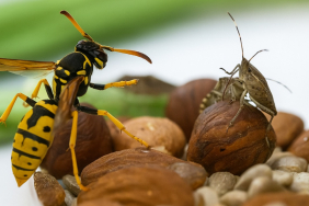 samuray-arisi-beykozda-goreve-basladi (1)