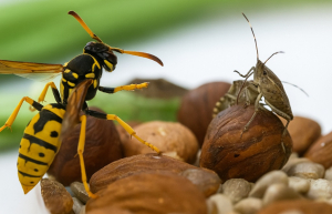 samuray-arisi-beykozda-goreve-basladi (1)