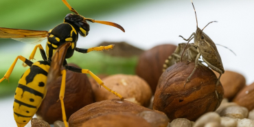 samuray-arisi-beykozda-goreve-basladi (1)