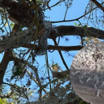 Beykoz Çavuşbaşı'nı tırtıllar istila etti! (1)