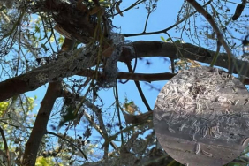 Beykoz Çavuşbaşı'nı tırtıllar istila etti! (1)