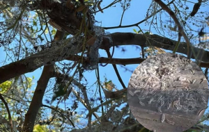 Beykoz Çavuşbaşı'nı tırtıllar istila etti! (1)