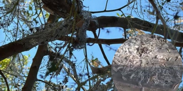 Beykoz Çavuşbaşı'nı tırtıllar istila etti! (1)