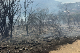 Beykoz'da çıkan orman yangını kontrol altına alındı!