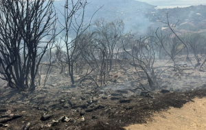 Beykoz'da çıkan orman yangını kontrol altına alındı!
