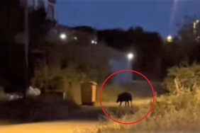 Beykoz’da aç kaldığı tahmin edilen bir domuz, gece saatlerinde mahalleye inerek çöpün kenarında yiyecek aradığı görüldü.