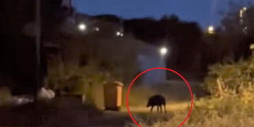 Beykoz’da aç kaldığı tahmin edilen bir domuz, gece saatlerinde mahalleye inerek çöpün kenarında yiyecek aradığı görüldü.
