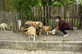 Dikkat! Beykoz’da köpek beslemek yasaklandı