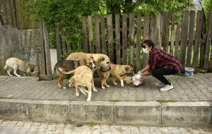 Dikkat! Beykoz’da köpek beslemek yasaklandı