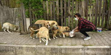 Dikkat! Beykoz’da köpek beslemek yasaklandı