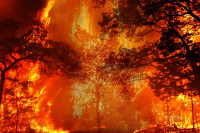 orman-yanginlarina-karsi-beykozumuzu-koruyalim