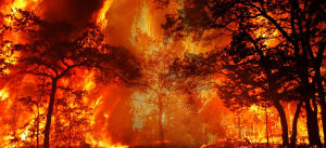 orman-yanginlarina-karsi-beykozumuzu-koruyalim