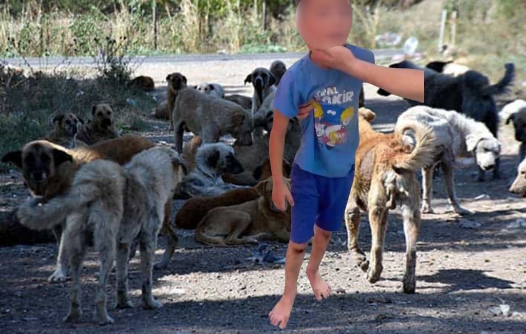 Beykoz Başkan Vekili köpek mağdurlarını ziyaret edecek mi?