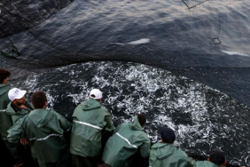 Beykoz’da balık sezonunu Vali Gül başlatacak (1)