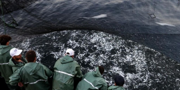 Beykoz’da balık sezonunu Vali Gül başlatacak (1)