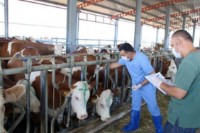 Beykoz’da şap alarmı! Hayvan satışı durduruldu