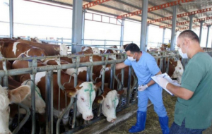Beykoz’da şap alarmı! Hayvan satışı durduruldu