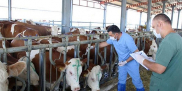 Beykoz’da şap alarmı! Hayvan satışı durduruldu