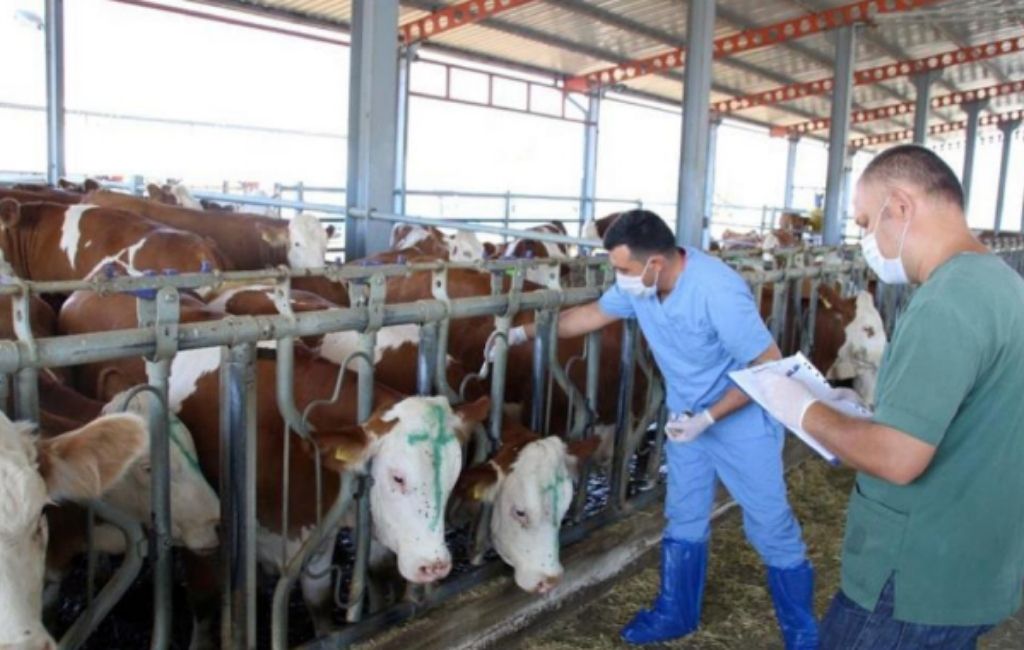 Beykoz’da şap alarmı! Hayvan satışı durduruldu