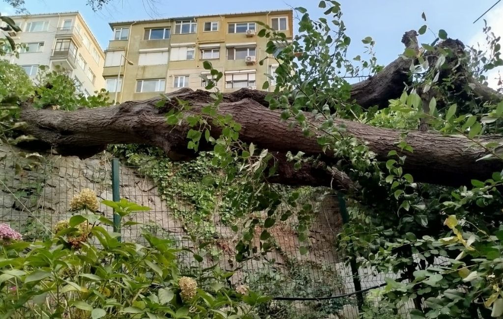 Beykoz’da şiddetli lodos asırlık ağacı devirdi! (1)