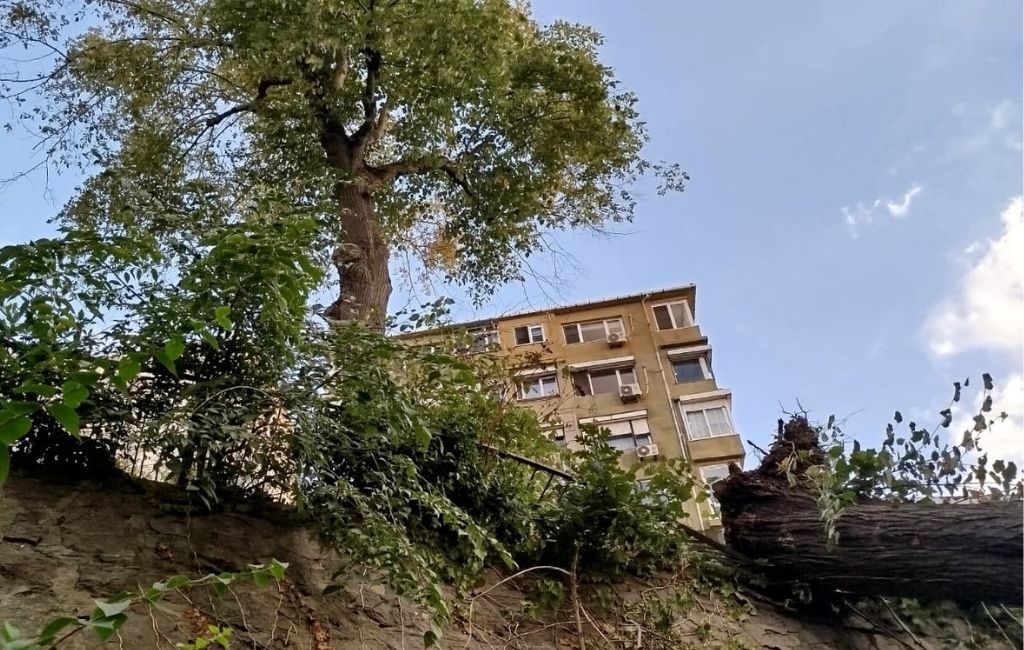 Beykoz’da şiddetli lodos asırlık ağacı devirdi! (1)