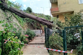 Beykoz’da şiddetli lodos asırlık ağacı devirdi! (1)
