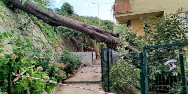 Beykoz’da şiddetli lodos asırlık ağacı devirdi! (1)