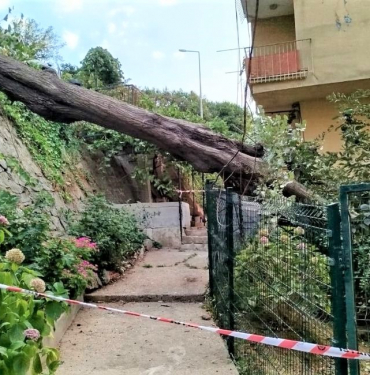 Beykoz’da şiddetli lodos asırlık ağacı devirdi! (1)