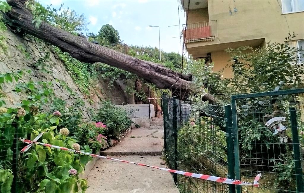 Beykoz’da şiddetli lodos asırlık ağacı devirdi! (1)