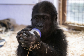 Beykoz’daki meşhur goril Zeytin için uluslararası talep!