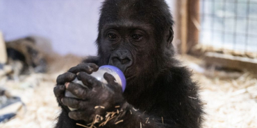 Beykoz’daki meşhur goril Zeytin için uluslararası talep!