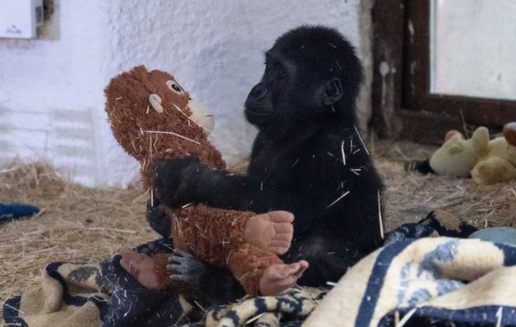 Beykoz’daki meşhur goril Zeytin için uluslararası talep!