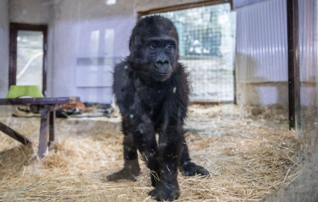 Beykoz’daki meşhur goril Zeytin için uluslararası talep!